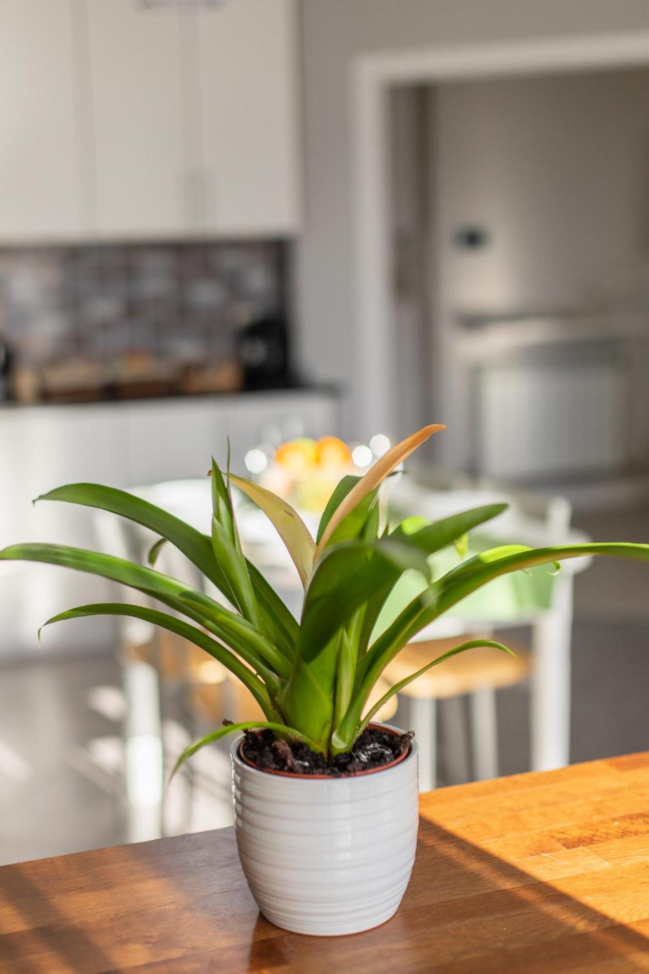 Veigas De Iria - Apartamento Turistico Vut Padrón エクステリア 写真